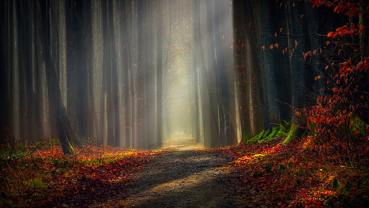dirt road, forest, forest path, autumn, woodland, autumn forest, HD wallpaper