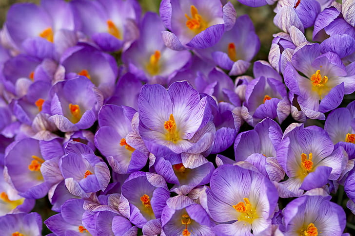 Crocus saffron spring, HD wallpaper