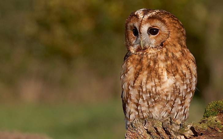 brown owl, sitting, feathers, swollen, plump, bird, bird of Prey, HD wallpaper