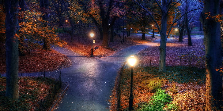 maple leafed plant, gray pave road at night, fall, park, New York City