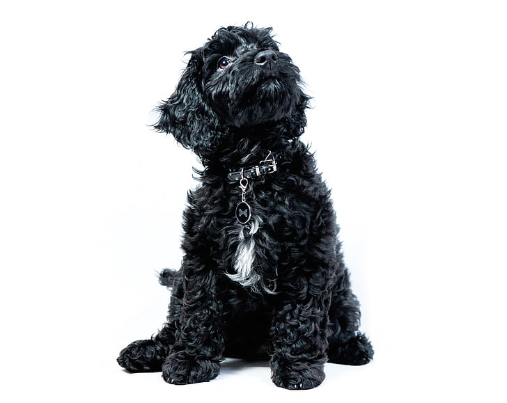A Black Cockapoo Puppy, Dog, Looking Up, Animals, Pets, Breed