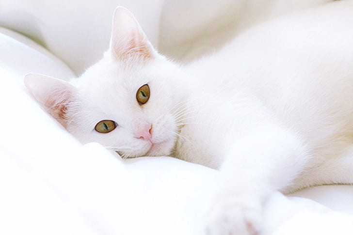 HD wallpaper: adorable cat White Cat Animals Cats HD Art, cute, Sweet, kitty  | Wallpaper Flare