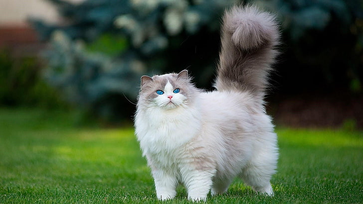 cat, mammal, fluffy cat, blue eyes, whiskers, grass, kitten
