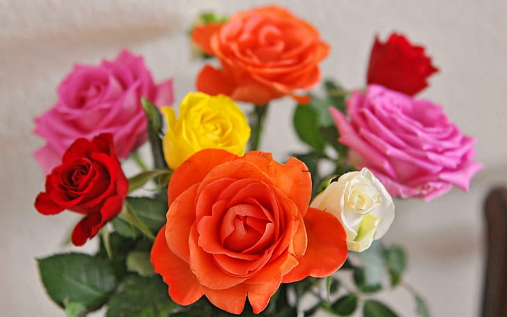 Multi Colored Roses, red-pink-and-yellow rose bouquet, my everything, HD wallpaper