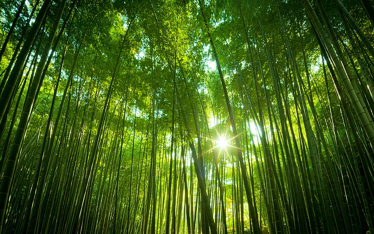 Japanese Bamboo Forest, HD wallpaper