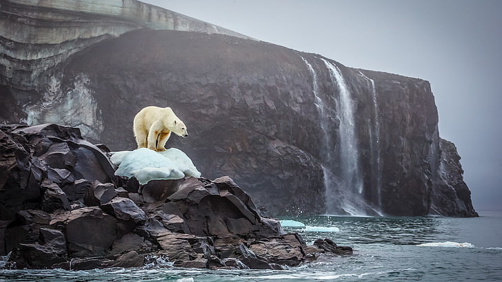 polar bears, nature, sea, glaciers, waterfall, rock, rocks