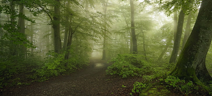 green forest, path, mist, morning, spring, trees, moss, shrubs