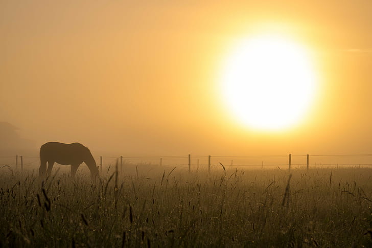 photo of horse eating on grass fields during golden hour, Mist, HD wallpaper