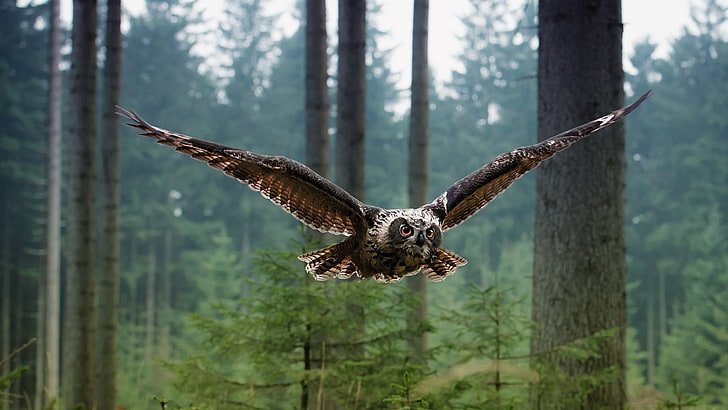 brown eagle owl, nature, landscape, green, trees, forest, flying
