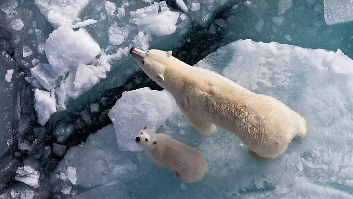 polar bear and cub, animals, nature, bears, ice, polar bears, HD wallpaper