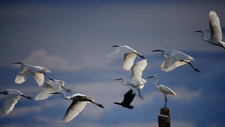 White crane flying, birds in sky, white flock of birds