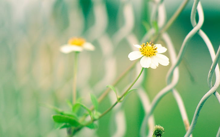 White yellow wildflowers, fence, blur