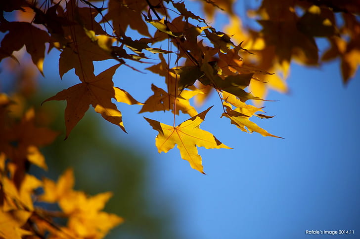maple leaves, nature, depth of field