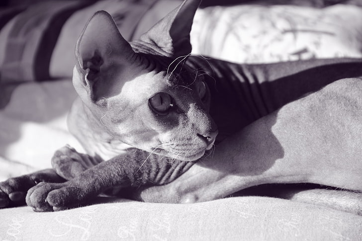 Spinx cat, hairless, sphynx, shadow, pets, animal, dog, bed, cute, HD wallpaper