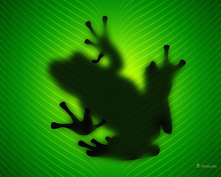 frog, HD wallpaper