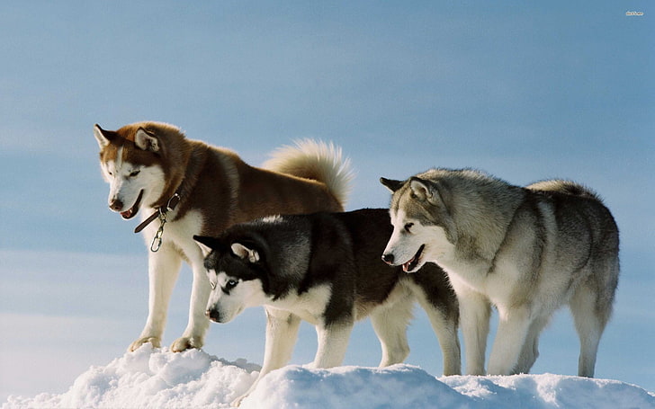 white and grey wolf, dog, Siberian Husky, snow, Alaskan Malamute