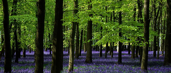 forest photograph, ashridge park, hertfordshire, ashridge park, hertfordshire