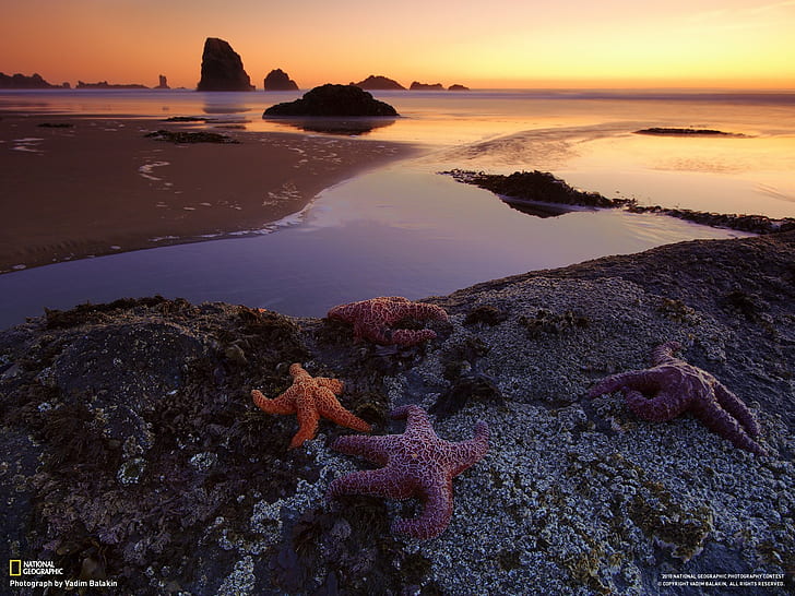National Geographic, Oregon, starfish, rock, landscape, beach, HD wallpaper