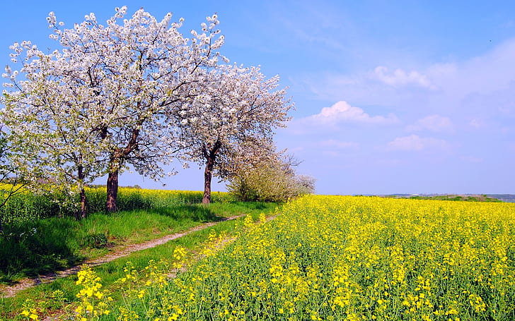 HD wallpaper: Germany spring nature scenery, fields, flowers, blue sky,  yellow rapeseed field | Wallpaper Flare