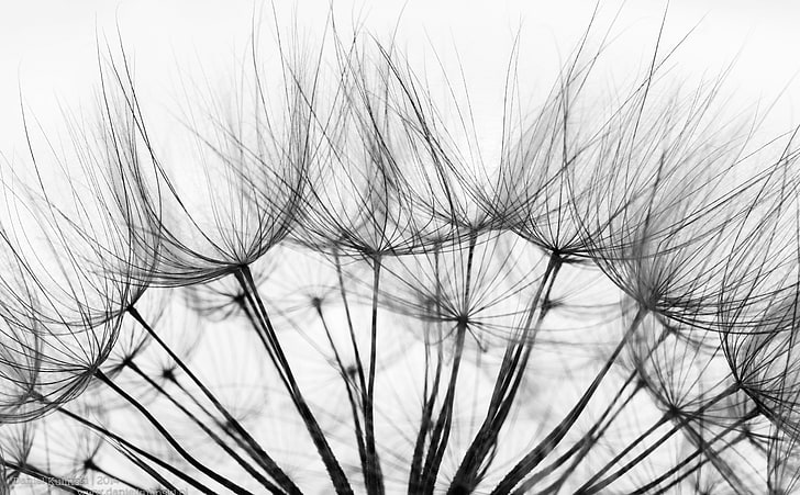 Fragile, bunch of dandelion flowers, Black and White, Macro, Seeds, HD wallpaper