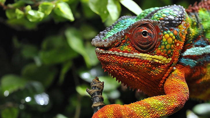Chameleons, Reptiles, Animals