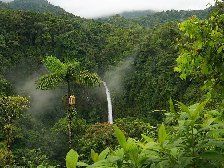 Jungle, lush, rain forest, tropical, waterfall, trees, lpaper