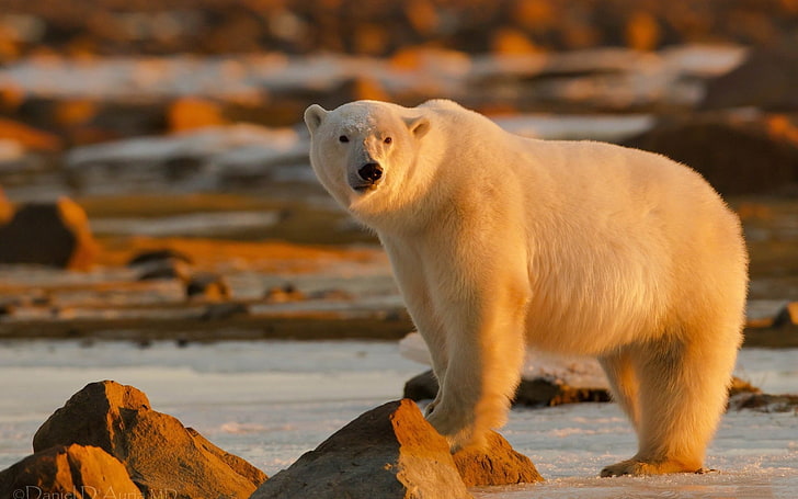 polar bear, stand, lights, large, animal, wildlife, mammal, nature, HD wallpaper