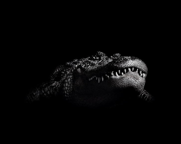 gray crocodile, black and white, reptile, animal, animal Teeth, HD wallpaper
