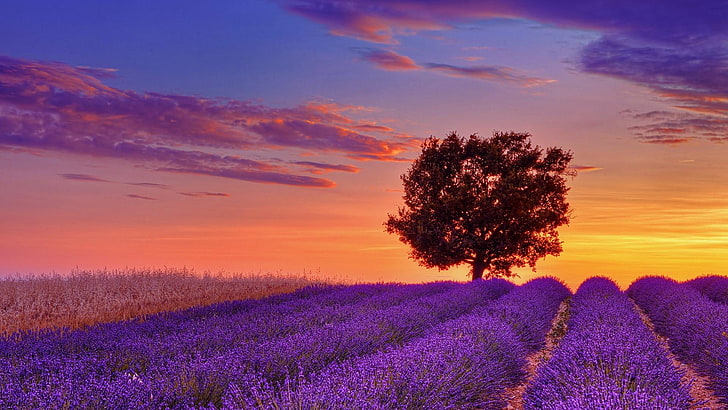 lavender field, sunset, flowers, lone tree, lonely tree, lavender farm, HD wallpaper