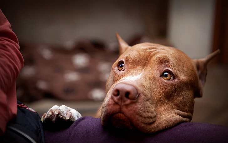 adult brown American pit bull terrier, dog, canine, one animal