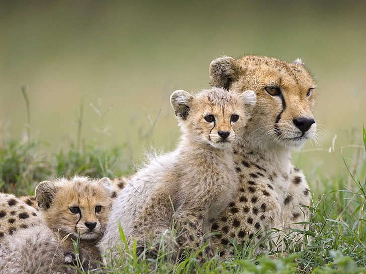 animals, baby, Cheetahs, cubs, animal wildlife, animal themes, HD wallpaper