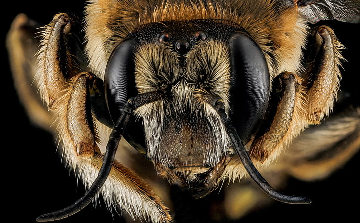 Anthidium Manicatum Bee Macro Photography, brown insect, Aero