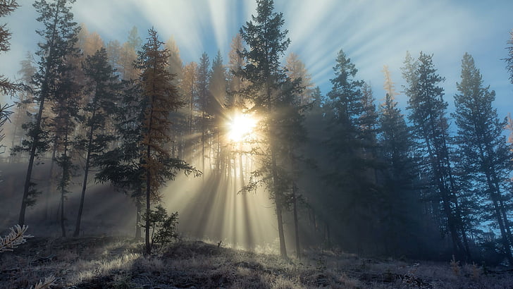 sunrise, forest, frost, nature, HD wallpaper