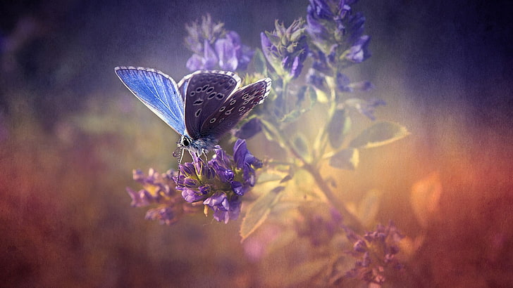 blue and black butterfly, flowers, texture, insect, nature, animal themes