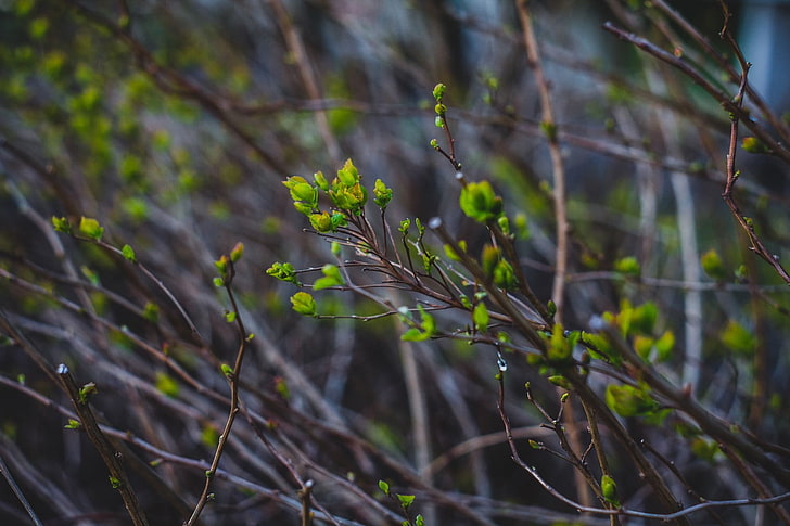 green plants, spring, nature, vignette, twigs, growth, close-up, HD wallpaper