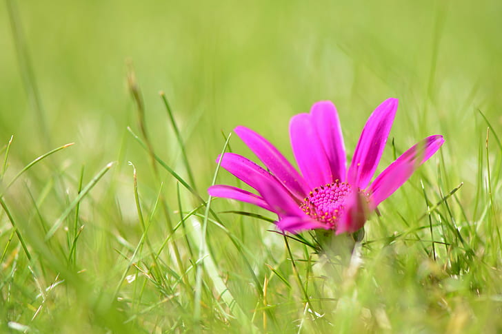selective focus photography of pink petaled flower near grasses