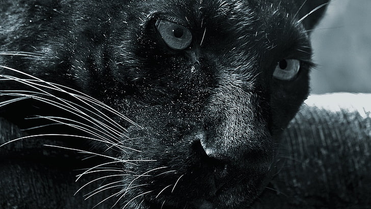 black Panther, panthers, big cats, animals, one animal, animal themes, HD wallpaper