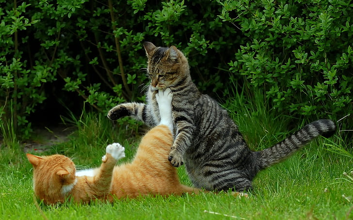 Cat Fight, funny cat, background