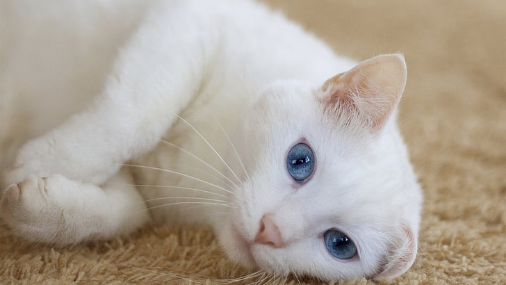 cat, animals, blue eyes, pets, domestic, animal themes, one animal, HD wallpaper