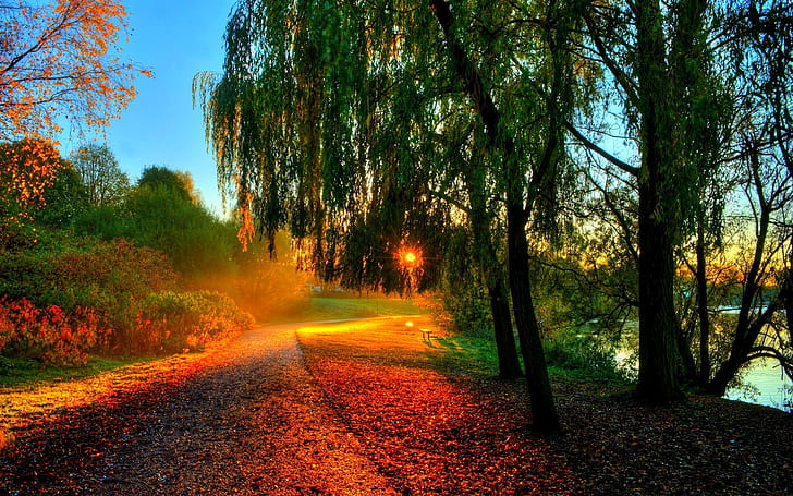 Beautiful autumn scenery, morning sunrise, trees, leaves, path, HD wallpaper