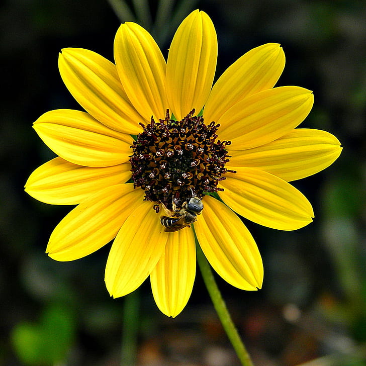 yellow and brown sunflower during daytime, helianthus, sunflower, helianthus