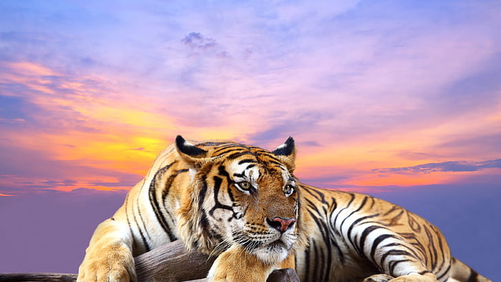 tiger 4k picture desktop