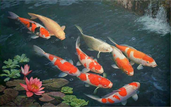 HD wallpaper: fish, fishes, ocean, sea, sealife, underwater, group of  animals | Wallpaper Flare