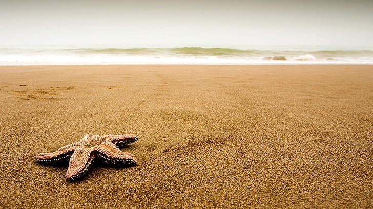 Starfish on the beach, animals, HD wallpaper