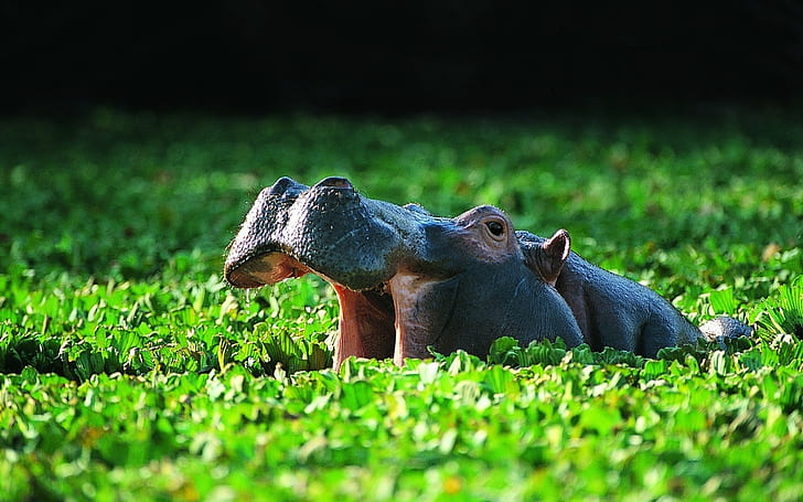 Common Hippo, black rhinoceros, vegetation, pond, bathing, or the hippopotamus (Hippopotamus amphib, HD wallpaper