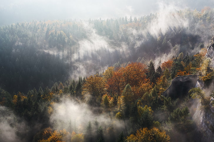 Trees, 4K, Forest, Fog, Woods, plant, beauty in nature, autumn, HD wallpaper