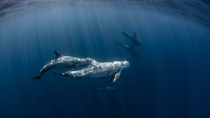 water, dolphin, common bottlenose dolphin, marine mammal, marine biology, HD wallpaper