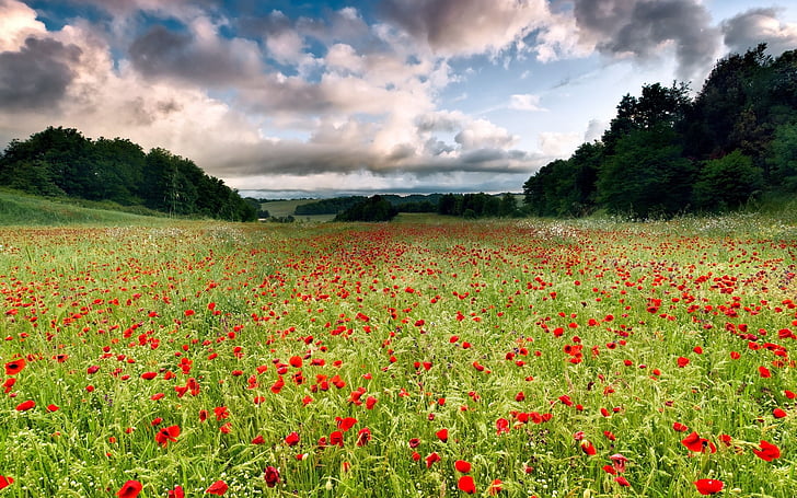 HD wallpaper: clouds, contrast, fields, flowers, green, landscapes ...
