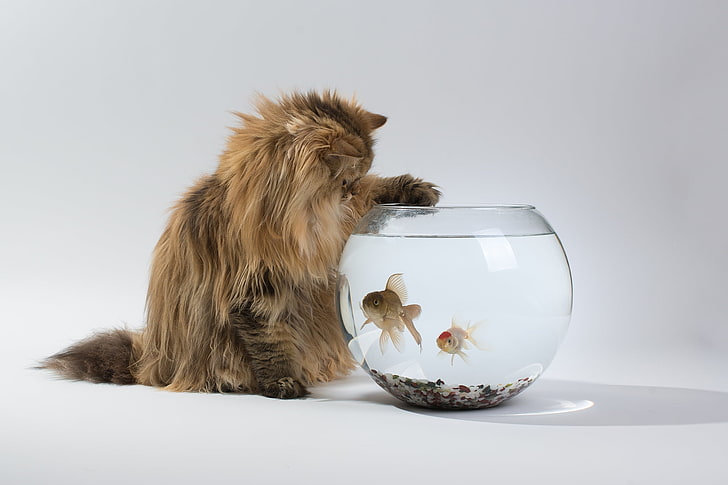 brown cat, aquarium, fish, interest, pets, dog, animal, cute, HD wallpaper