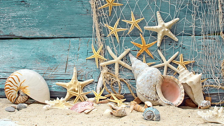 summertime, starfish, seashell, wood, wood - material, nature, HD wallpaper